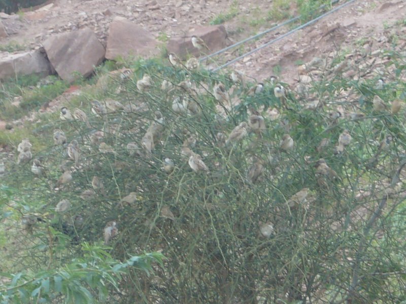 Travel - India - Rajasthan - Jodhpur - Around Jodhpur